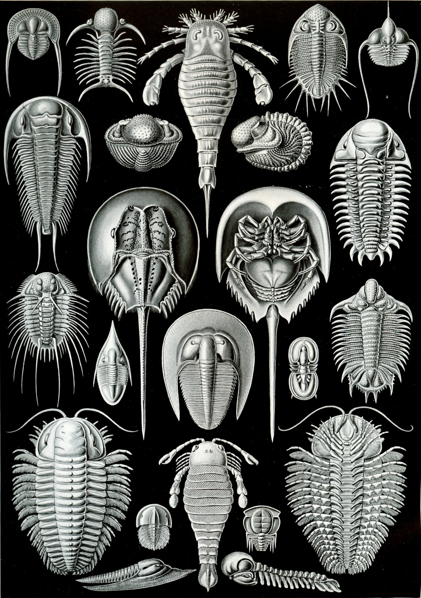 4_eyes absurd_res ambiguous_gender ancient_art antennae_(anatomy) arachnid arthropod biological_illustration black_background claws compound_eyes ernst_haeckel eurypterid exoskeleton feral glistening glistening_body group hi_res horseshoe_crab lying marine monochrome multi_eye multi_leg multi_limb nude on_back on_front pincers public_domain sea_scorpion side_view simple_background tail technical_illustration traditional_media_(artwork) trilobite zoological_illustration