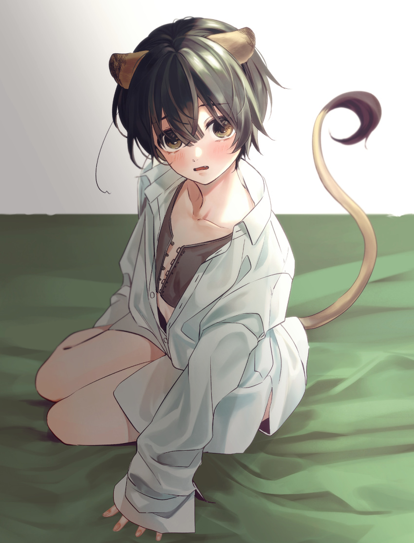 androgynous animal_ears black_hair brown_eyes female full_body highres kemonomimi_mode lion_ears lion_girl lion_tail looking_at_viewer oerba_yun_fang on_bed oversized_clothes redrabbit44 shirt short_hair sitting solo tail twisted_wonderland white_shirt yokozuwari yuu_(twisted_wonderland)