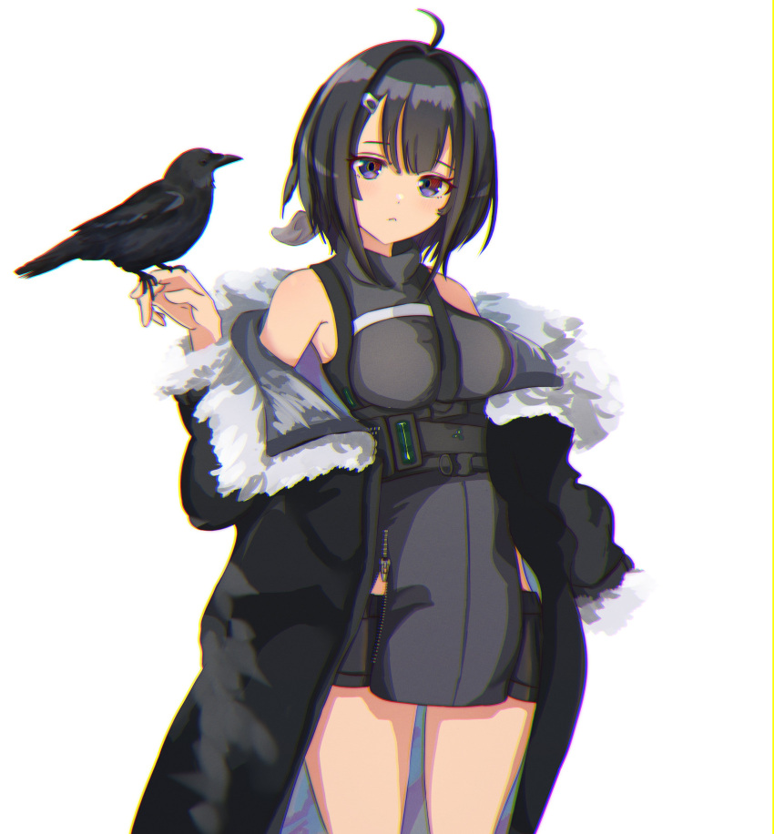 absurdres ahoge arknights bare_shoulders between_breasts binware bird black_hair black_jacket blue_eyes breasts closed_mouth female fur-trimmed_jacket fur_trim hair_ornament hairclip highres jacket la_pluma_(arknights) light_blush off_shoulder short_hair shorts solo strap_between_breasts