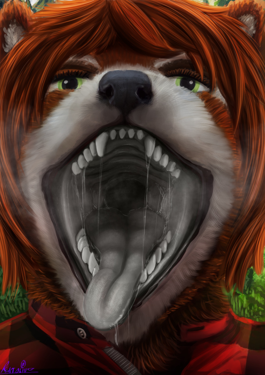 absurd_res ailurid ambiguous_gender anthro black_nose bodily_fluids breath close-up clothing green_eyes grey_insides grey_mouth grey_tongue hair headshot_portrait hi_res mammal mouth_shot open_mouth portrait red_hair red_panda rektalius saliva saliva_string shirt solo tongue topwear