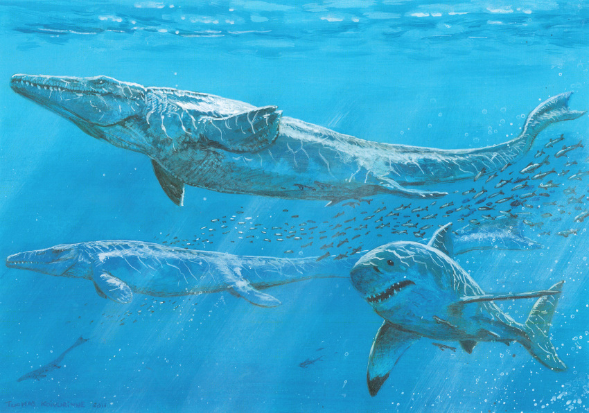 2011 cretoxyrhina_mantelli detailed_background dorsal_fin extinct feral fin fish group hi_res light lighting mackerel_shark marine mosasaur prehistoric_species realistic reptile scalie shark sharp_teeth tail tail_fin teeth traditional_media_(artwork) tuomas_koivurinne tylosaurus tylosaurus_proriger underwater water