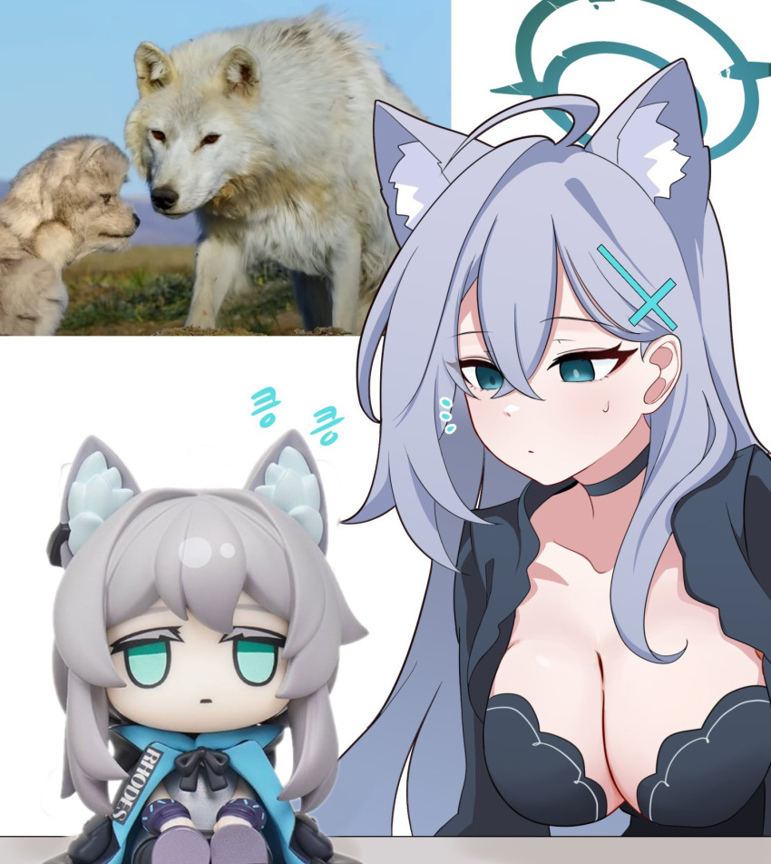 2girls :t ahoge animal_ear_fluff animal_ears aqua_eyes aqua_halo arknights black_choker black_coat black_dress blue_archive blue_coat blue_eyes breasts cat_ears cat_girl character_doll choker closed_mouth coat colored_eyelashes cross_hair_ornament dress fumo_(doll) green_eyes grey_hair hair_between_eyes hair_ornament halo hands_on_legs highres hood hood_down hooded_coat large_breasts light_frown long_hair looking_at_another looking_at_viewer medium_hair multicolored_coat multiple_girls neck_ribbon necktie notice_lines open_clothes open_coat photo_inset plaid_clothes plaid_skirt ribbon rosmontis_(arknights) shiroko_(blue_archive) shiroko_terror_(blue_archive) shirt simple_background sitting skirt skyrain315 two-tone_coat white_background wolf wolf_ears wolf_girl