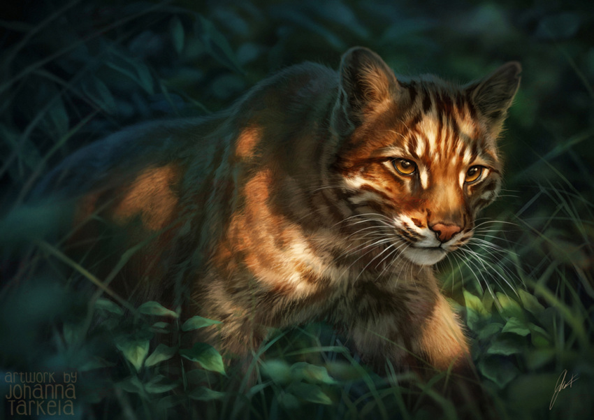 ambiguous_gender asian_golden_cat brown_body brown_eyes brown_fur catopuma detailed detailed_background felid feline feral fluffy fur grass inner_ear_fluff johis light lighting mammal outside pink_nose plant solo tuft whiskers