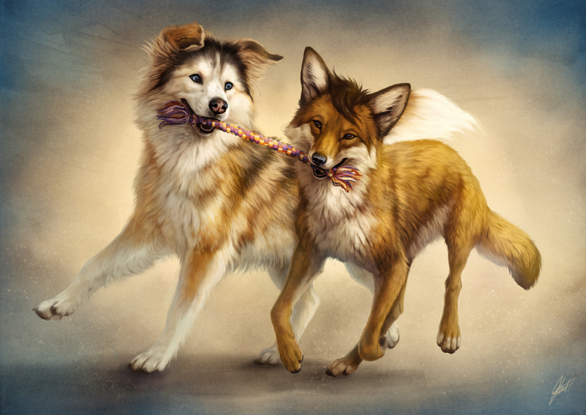 abstract_background black_body black_fur black_nose blue_eyes brown_hair canid canine canis claws domestic_dog duo feral fluffy fluffy_tail fox fur hair inner_ear_fluff johis looking_at_another mammal playing running signature tail toe_claws toy tuft white_body white_fur