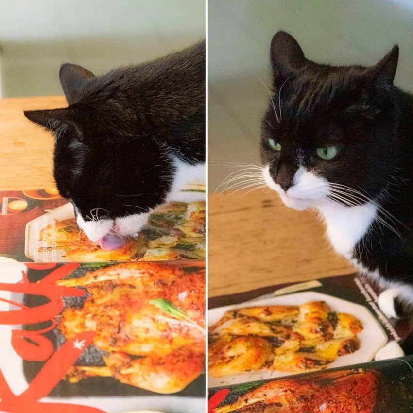 animal_ears animal_focus book brown_eyes brown_hair cat_ears commentary_request cookbook feline half-closed_eyes licking looking_away meme no_humans original reference_photo sakotach shirt short_hair simple_background t-shirt table unamused whiskers white_shirt