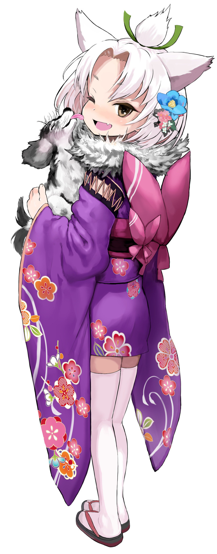 absurdres alternate_costume animal animal_ears azur_lane bad_id bad_twitter_id blush brown_eyes canine female floral_print flower full_body fur_collar hair_flower hair_ornament hair_ribbon highres holding holding_animal holding_dog inactive_account japanese_clothes kimono kneepits licking long_sleeves oerba_yun_fang one_eye_closed purple_kimono ribbon sandals sasahara_yuuki short_hair shouhou_(azur_lane) simple_background standing tail tail_wagging thighhighs tongue topknot white_background white_hair white_thighhighs wide_sleeves zouri