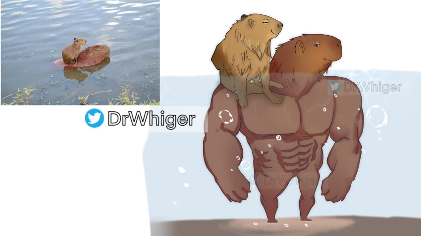 2021 abs alternate_species anthro anthrofied capybara caviid cheems dogelore dr.whiger duo hi_res male mammal meme muscular muscular_anthro muscular_male partially_submerged pecs photo rodent smile standing swole_doge water watermark