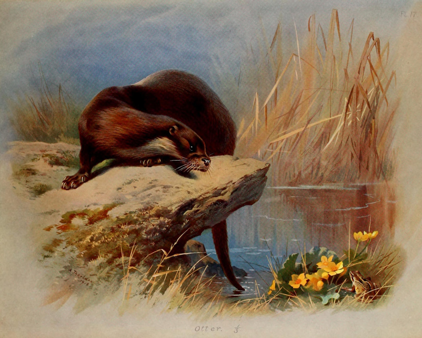 1918 20th_century 5:4 5_toes ambiguous_gender amphibian ancient_art archibald_thorburn beady_eyes biological_illustration black_nose brown_body brown_fur claws detailed_background duo eurasian_otter feet feral flower frog fur hi_res lutra mammal mustelid nude otter outside plant public_domain river_otter signature solo_focus technical_illustration toe_claws toes traditional_media_(artwork) water whiskers zoological_illustration