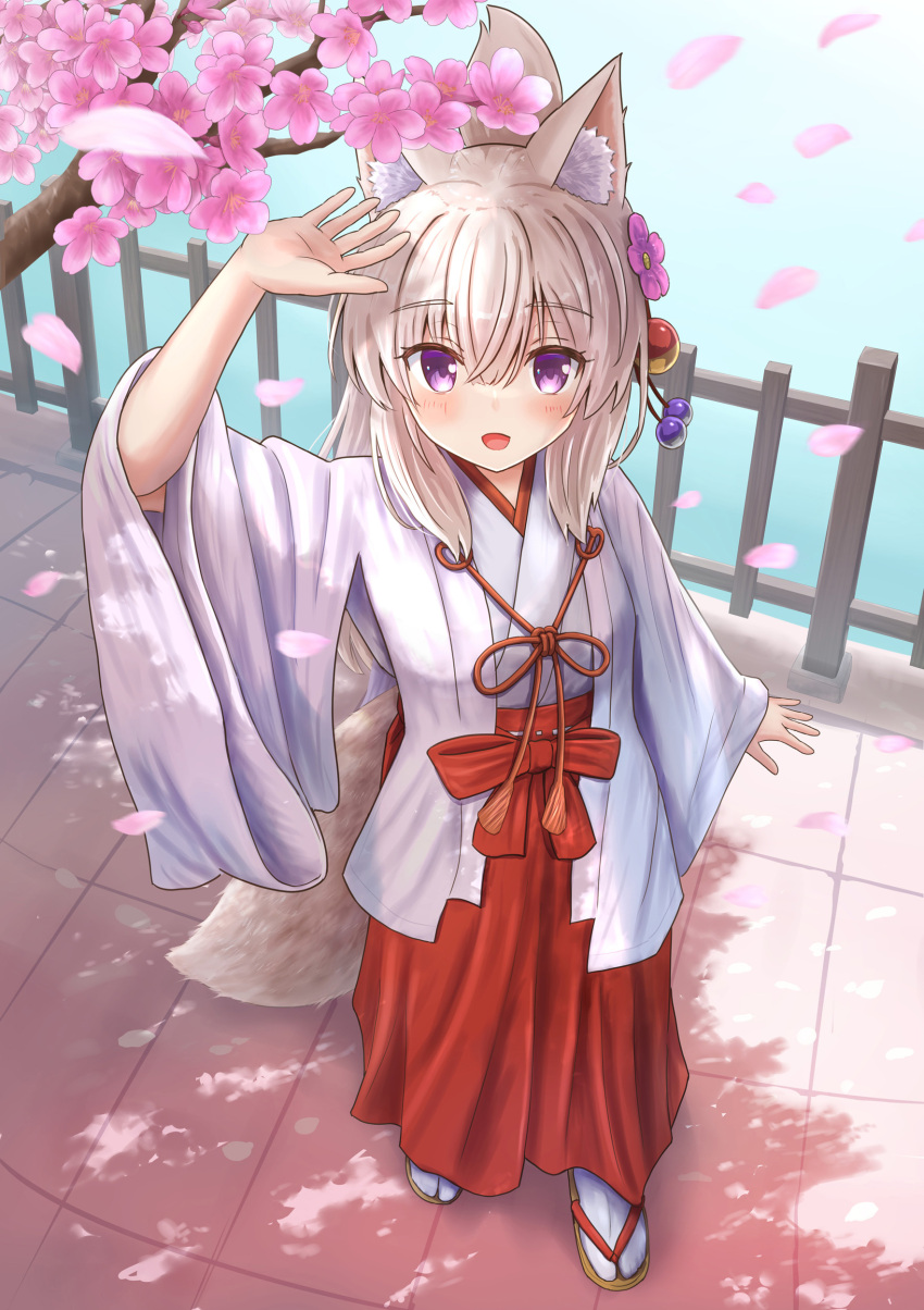 :d absurdres animal_ear_fluff animal_ears arm_up blush branch brown_footwear brown_hair cherry_blossoms commentary_request female flower fox_ears fox_girl fox_tail hair_between_eyes hakama hakama_skirt highres iroha_(iroha_matsurika) japanese_clothes kimono koyoi_(iroha_(iroha_matsurika)) long_hair long_sleeves looking_at_viewer miko original outdoors petals pink_flower ponytail purple_eyes railing red_hakama sandals skirt sleeves_past_wrists smile socks solo standing tabi tail very_long_hair white_kimono white_socks wide_sleeves zouri