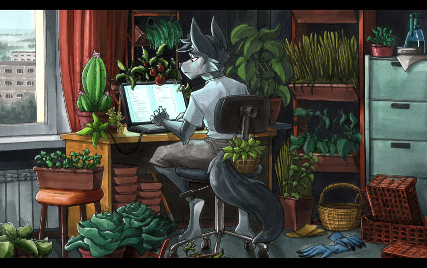 2024 3_toes 4_fingers absurd_res anthro biped cactus canid canine canis chair clothing computer detailed_background electronics ewgengster feet fingers flower flower_pot fur furniture grass grey_body grey_fur hi_res inside laptop looking_at_monitor male mammal on_chair plant shirt sitting sitting_on_chair solo swivel_chair toes topwear traditional_media_(artwork) white_body white_clothing white_fur white_shirt white_topwear window wolf