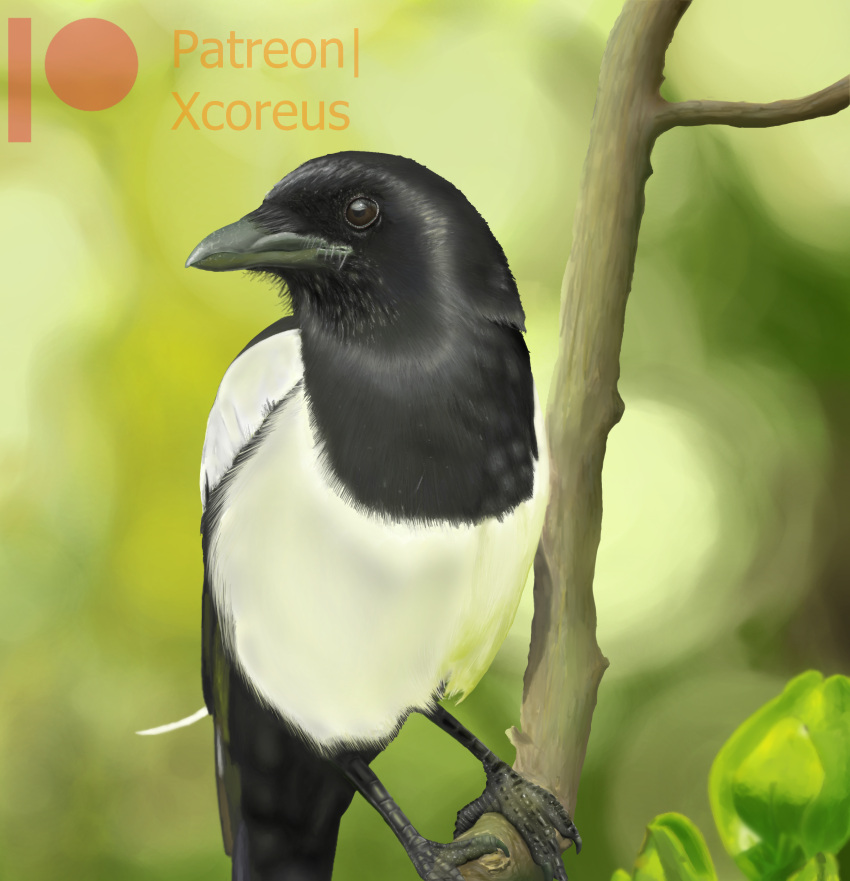 absurd_res ambiguous_gender avian beak bird bird_legs blurred_background branch claws corvid feathers feral fluffy glistening glistening_body glistening_feathers hi_res magpie_(corvid) oscine passerine patreon perched photorealism sitting_on_branch solo xcoreus