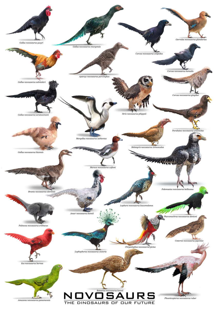 ambiguous_gender anatid andy_frazer anseriform anserinae avian biped bird black_body black_feathers blue-footed_booby booby_(bird) brown_body brown_feathers chicken claws corvid dinosaur english_text feathered_dinosaur feathered_scalie feathers feral flamingo galliform gallus_(genus) goose green_body green_feathers grey_body grey_feathers hi_res male novosaur open_mouth oscine owl parrot passerine peafowl phasianid prehistoric_species quail red_body red_feathers reptile scalie speculative_evolution speculative_species sulid text theropod turkey