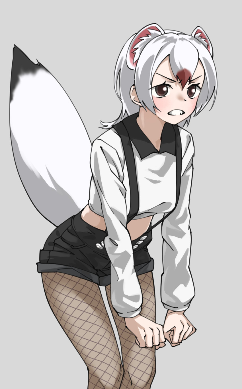 absurdres angry animal_ear_fluff animal_ears black_shorts brown_eyes clenched_hands clenched_teeth commentary extra_ears female fishnet_pantyhose fishnets grey_background highres kemono_friends long_hair long_sleeves midriff multicolored_hair pantyhose red_hair shirt shorts simple_background solo stoat_(kemono_friends) suspender_shorts suspenders tail tanabe_(fueisei) teeth two-tone_hair weasel_ears weasel_tail white_hair white_shirt