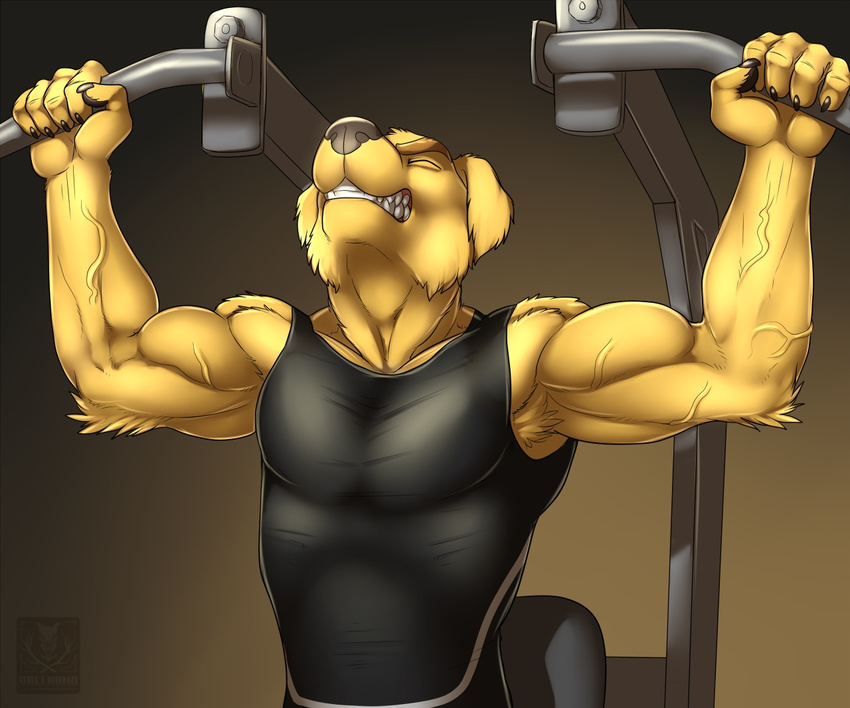 anthro athletic biceps big_muscles bird_dog black_nose bottomwear canid canine canis cellphone chase_(retriever) closed_eyes clothing digital_media_(artwork) domestic_dog electronics exercise fur golden_retriever green_eyes hunting_dog male mammal muscular phone pose retriever shirt shorts sitting smile tank_top topwear vallhound vein weightlifting weights workout yellow_body yellow_fur