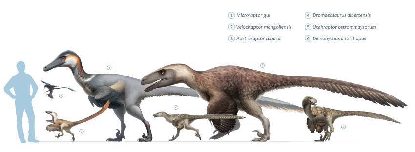 2017 absurd_res ambiguous_gender austroraptor beak biped brown_body brown_feathers cc-by-sa chart creative_commons deinonychus digital_media_(artwork) dinosaur dromaeosaurid dromaeosaurus extinct feathered_dinosaur feathered_scalie feathers feet feral flying fredthedinosaurman group hi_res human mammal microraptor nude on_one_leg open_mouth prehistoric_species reptile scalie sharp_teeth side_view silhouette simple_background size_chart size_difference standing tail tailbutt talons teeth theropod toes utahraptor velociraptor white_background