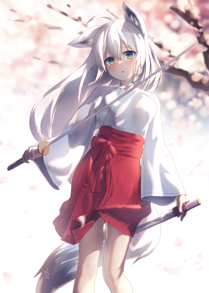 :o absurdres ahoge animal_ear_fluff animal_ears blurry blurry_background blush braid breasts cherry_blossoms commentary_request earrings female fox_ears fox_girl fox_tail green_eyes hair_between_eyes highres holding holding_sheath holding_sword holding_weapon hololive japanese_clothes jewelry katana long_hair looking_at_viewer miko pentagram red_skirt sheath shirai_yu shirakami_fubuki shirt sidelocks single_braid skirt small_breasts solo sword tail virtual_youtuber weapon white_hair white_shirt