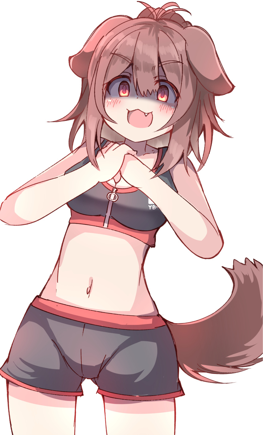 absurdres animal_ears bare_arms bare_shoulders black_shorts blush breasts brown_hair collarbone commentary cowboy_shot cracking_knuckles dog_ears dog_girl dog_tail female hair_between_eyes highres hololive inugami_korone inugami_korone_(8th_costume) medium_breasts navel own_hands_together ponytail red_eyes shaded_face short_shorts shorts simple_background solo standing tail umberblack v-shaped_eyebrows virtual_youtuber white_background