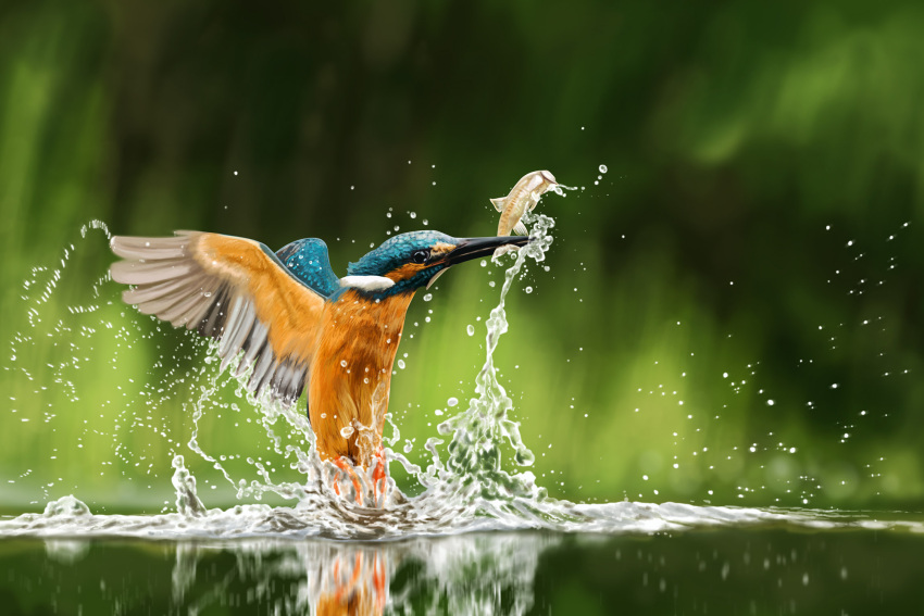 animal bird common_kingfisher derivative_work feathers fish highres kingfisher lolita_majin nature no_humans outdoors real_life realistic reflection splashing water