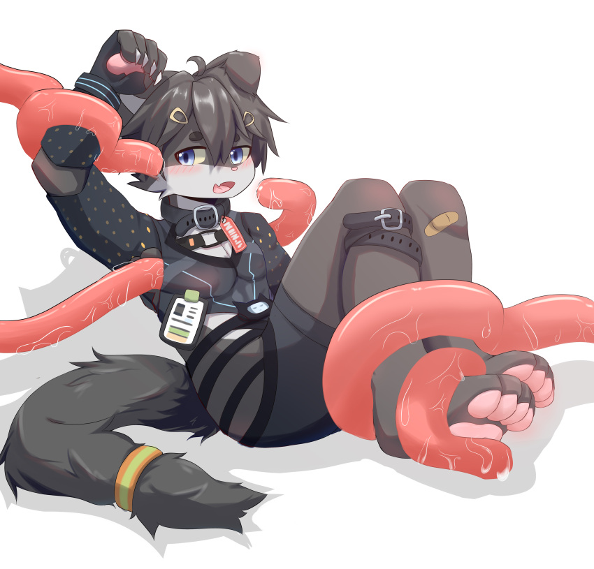 absurd_res accessory akari ambiguous_fluids anthro bandage blue_eyes blush blush_lines buckle claws collar countershading cute_fangs felid feline fur grey_body grey_fur hair_accessory hairclip hi_res male mammal pawpads restrained restrained_by_tentacles simple_background solo tentacle tentacle_under_clothing white_body