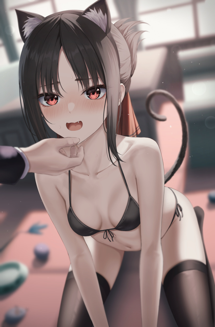 1boy animal_ear_fluff animal_ears ball bare_shoulders bikini black_bikini black_hair black_hairband black_thighhighs blurry blurry_background blush bowl breasts cat_ears cat_tail cat_teaser collarbone eyelashes fake_animal_ears female folded_ponytail full-face_blush hair_ribbon hairband hand_on_another's_chin highres indoors kaguya-sama_wa_kokurasetai_~tensai-tachi_no_renai_zunousen~ kneeling lens_flare looking_at_another marinesnow navel no_shoes non-web_source oerba_yun_fang open_mouth out_of_frame parted_bangs pet_bowl red_eyes red_ribbon ribbon shinomiya_kaguya shirogane_miyuki side-tie_bikini_bottom sidelocks small_breasts solo_focus stomach stroking_another's_chin sweat swimsuit tail thighhighs wavy_mouth window