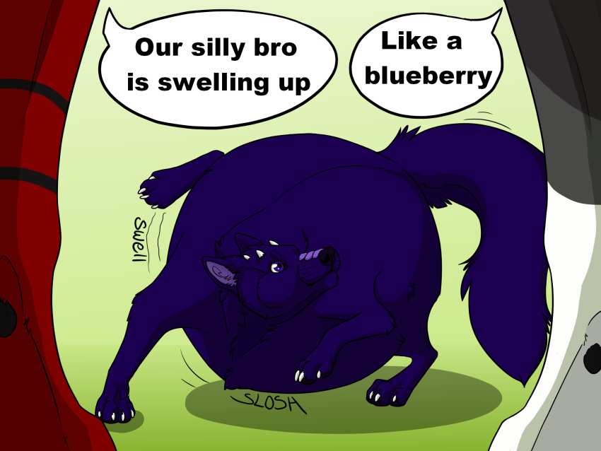 4:3 ambiguous_gender anthro black_nose blue_body blue_fur blue_tail blueberry_inflation canid claws duo feral fur glistening glistening_eyes grey_body grey_fur hi_res inner_ear_fluff mammal mouth_closed purple_eyes purple_inner_ear_fluff red_body red_fur simple_background solo_focus standing tail tuft unbreakable-warrior white_body white_claws white_fur