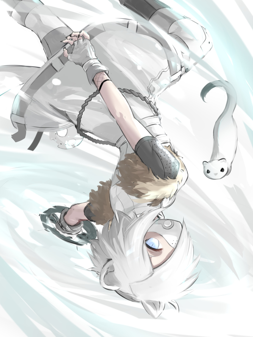 animal_ears arknights blue_eyes ermine feet_out_of_frame female fingerless_gloves gloves highres mask mouth_mask ninja official_alternate_costume pantyhose shirayuki_(arknights) shirayuki_(wind_of_breaking_blade)_(arknights) short_hair solo stoat_girl upside-down wagachop weasel weasel_ears white_background white_gloves white_hair white_pantyhose