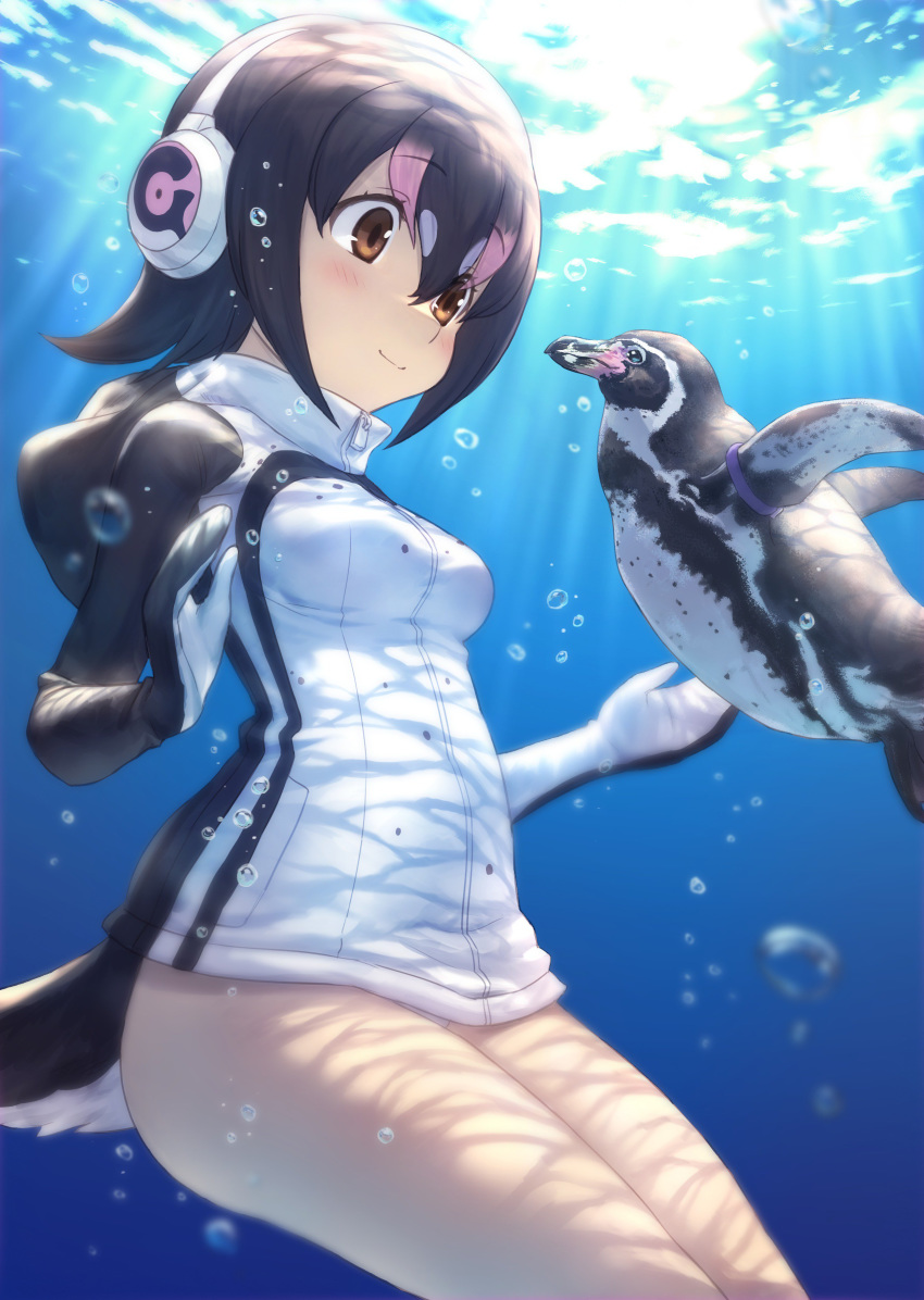 absurdres air_bubble animal bird bird_tail black_hair blue_eyes blush breasts brown_eyes bubble closed_mouth commentary_request cowboy_shot day eye_contact female grape-kun guchico hair_between_eyes headphones highres hood hood_down hooded_jacket humboldt_penguin humboldt_penguin_(kemono_friends) jacket kemono_friends light_rays long_sleeves looking_at_another multicolored_hair outdoors penguin photoshop_(medium) pink_hair short_hair small_breasts smile streaked_hair submerged sunbeam sunlight tail tareme thighs underwater water white_hair white_jacket zipper