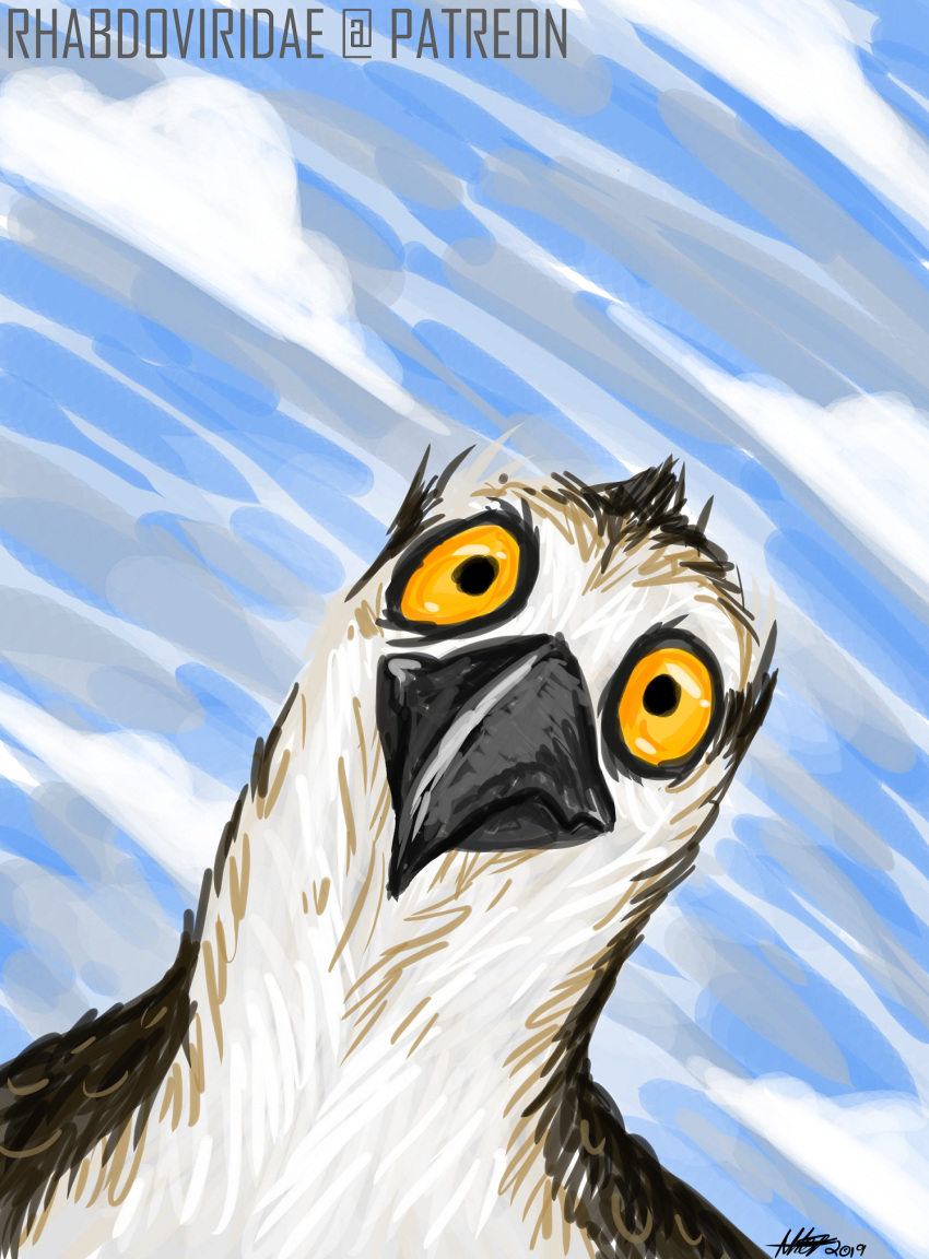 2019 accipitriform amber_eyes ambiguous_gender avian beak bird black_beak cloud conditional_dnp digital_drawing_(artwork) digital_media_(artwork) hi_res osprey outside sky solo white_body wolftacos