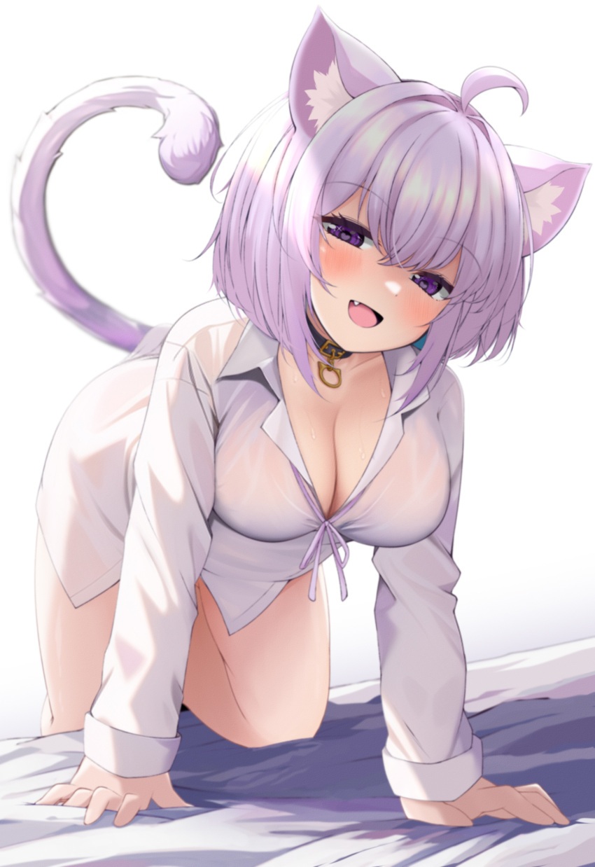 :d ahoge all_fours animal_ears bakko bed_sheet blush bottomless breasts buckle cat_ears cat_girl cat_tail cleavage collar female heart heart-shaped_pupils highres hololive large_breasts long_sleeves looking_at_viewer nekomata_okayu nekomata_okayu_(oversized_shirt) oerba_yun_fang official_alternate_costume on_bed open_mouth pink_shirt purple_eyes purple_hair shirt short_hair simple_background smile solo symbol-shaped_pupils tail virtual_youtuber white_background white_shirt