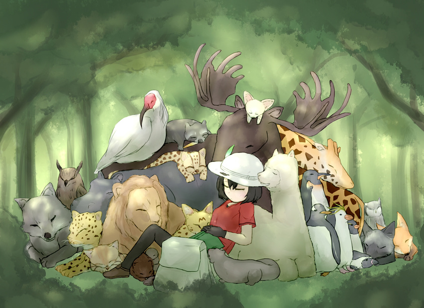 alpaca animal backpack bag bird biting black_gloves black_hair commentary crested_ibis emperor_penguin female fennec_fox gentoo_penguin gloves guro_mental hair_between_eyes hat hat_biting hat_feather helmet highres hippopotamus humboldt_penguin jaguar kaban_(kemono_friends) kemono_friends lion margay moose otter owl penguin pith_helmet raccoon rockhopper_penguin royal_penguin sand_cat serval shirt short_hair shorts sleeping t-shirt wavy_hair wolf