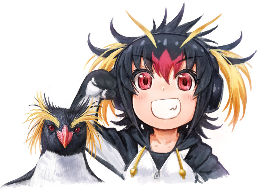 :d animal bird black_hair blonde_hair collarbone commentary_request creature_and_personification drawstring female grin hand_up headphones highres hood hood_down hoodie kemono_friends looking_at_viewer multicolored_hair open_mouth oyu_udon penguin red_eyes red_hair rockhopper_penguin rockhopper_penguin_(kemono_friends) short_hair simple_background smile teeth twintails v-shaped_eyebrows white_background