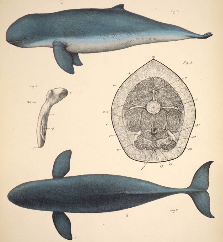 1878 19th_century ambiguous_gender ancient_art biological_illustration bone cetacean cross_section dolphin dorsal_fin feral fin hi_res irrawaddy_dolphin legless mammal marine oceanic_dolphin philibert_charles_berjeau public_domain simple_background tail tail_fin technical_illustration toothed_whale traditional_media_(artwork)