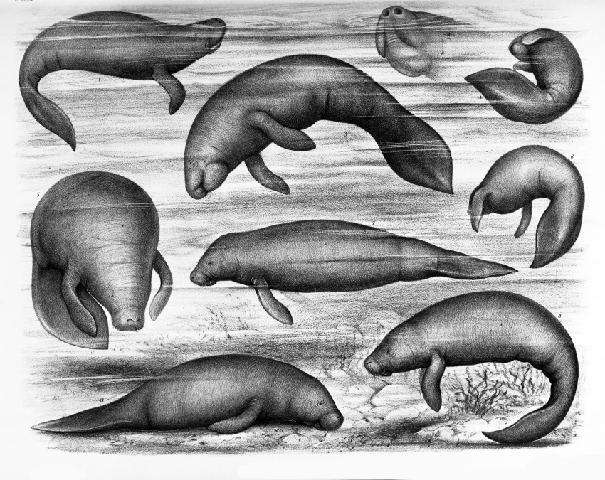 1885 19th_century ambiguous_gender ancient_art breathing feral hi_res legless mammal manatee marine monochrome multiple_images partially_submerged philibert_charles_berjeau plant public_domain rear_view sirenian solo tail traditional_media_(artwork) water