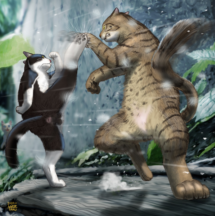 afterimage battle blurry clenched_teeth commentary_request dated depth_of_field dust_cloud feline fighting highres kicking leaf matataku monita_(matataku) motion_blur no_humans original outdoors parrying shadow signature standing standing_on_one_leg surprised_cat_(matataku) teeth whiskers