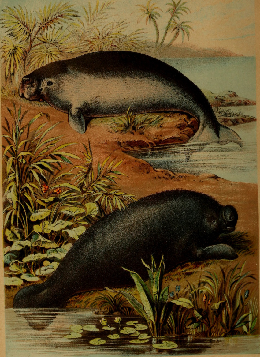 1897 19th_century absurd_res ambiguous_gender ancient_art dugong duo feral fin hi_res hugh_craig lily_pad mammal manatee marine partially_submerged plant public_domain sirenian tail tail_fin traditional_media_(artwork) water