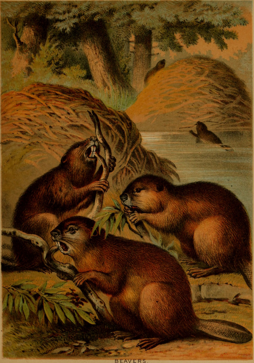 1897 19th_century absurd_res ambiguous_gender ancient_art beaver buckteeth feral group hi_res hugh_craig mammal partially_submerged plant public_domain rodent tail teeth traditional_media_(artwork) tree water whiskers