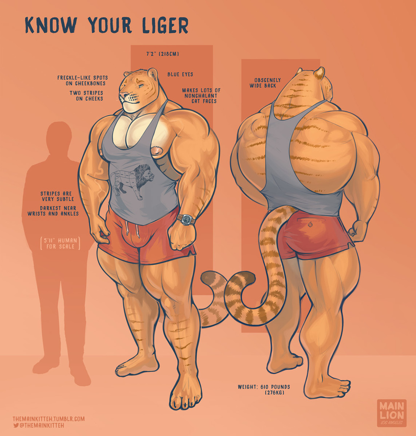 2017 anthro areola ass back_muscles big_bulge big_muscles blue_eyes bottomwear bulge clock clothing comparison english_text felid hi_res huge_muscles human hybrid hyper hyper_muscles larger_male lats_(muscle) liger lion male mammal markings model_sheet muscular muscular_anthro muscular_male nipples pantherine pecs purrcules_(artist) purrcules_(character) shirt shorts silhouette simple_background size_difference smaller_male solo tank_top text thick_thighs tiger topwear url vein watch