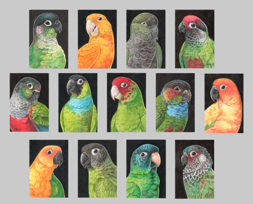 ambiguous_gender avian beak bird black_beak black_body black_feathers blue-crowned_parakeet blue_body blue_feathers brown_eyes burrowing_parrot crimson-bellied_parakeet dusky-headed_parakeet feathered_wings feathers feral golden_parakeet green-cheeked_conure green_body green_feathers grey_body grey_feathers group jandaya jandaya_parakeet maggock nanday_parakeet neotropical_parrot ochre-marked_parakeet orange_body orange_feathers painted_parakeet parakeet parrot red-masked_parakeet red_body red_feathers rose-fronted_parakeet sun_parakeet tagging_guidelines_illustrated traditional_media_(artwork) true_parrot white_beak wings yellow_body yellow_feathers