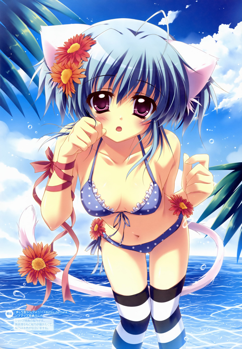 :o absurdres animal_ears bare_shoulders bent_over bikini blue_hair blush breasts cat_ears cat_tail cloud day female flower highres izumi_tsubasu long_hair looking_at_viewer mashiroiro_symphony midriff navel open_mouth paw_pose photoshop_(medium) polka_dot polka_dot_bikini purple_eyes ribbon sky small_breasts solo striped_clothes striped_thighhighs swimsuit tail thighhighs uryuu_sakuno water