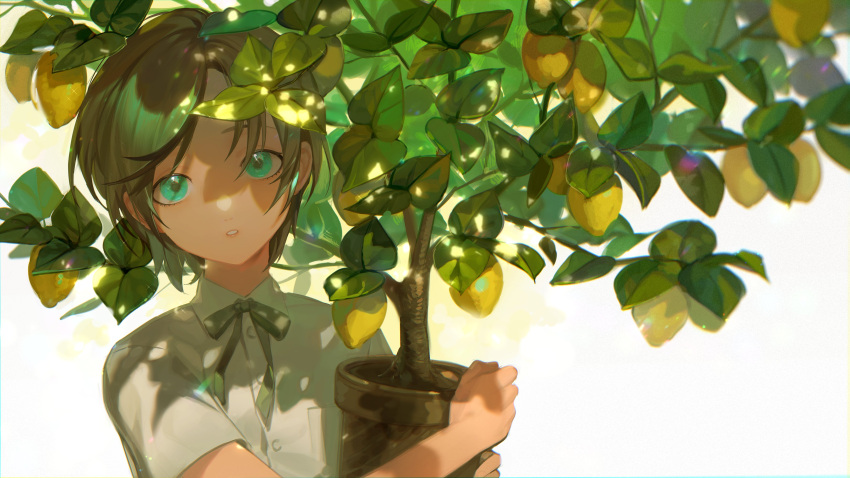 absurdres aqua_eyes breast_pocket brown_hair collared_shirt commentary dappled_sunlight female flower_pot food fruit fruit_tree harrymiao highres holding holding_flower_pot leaf lemon looking_at_viewer original parted_lips plant pocket potted_plant shadow shirt short_hair short_sleeves solo sunlight symbol-only_commentary tree upper_body white_background white_shirt