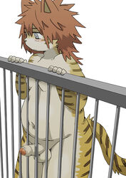  5_fingers balls censored erection feline fence grey_eyes hair humanoid_penis male mammal moobs obese overweight partially_retracted_foreskin penis red_hair simple_background solo standing tiger uncut しらたま  rating:explicit score: user:bot