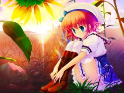  blue_eyes game_cg hat himezono_risa mitha pink_hair seifuku short_hair sunflower sunset thighhighs yuyukana 