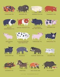  2019 ambiguous_gender babirusa berkshire_pig black_body black_fur british_saddleback brown_body brown_fur chinese_zodiac choctaw_hog domestic_pig english_text feral fur g&ouml;ttingen_minipig gloucestershire_old_spots green_background husum_red_pied juliana_pig kunekune kunekune_pig lili_chin mammal mangalica markings meishan_pig miniature_pig multiple_images orange_body orange_fur ossabaw_island_hog pietrain_pig pink_body pink_skin quadruped red_body red_fur red_river_hog river_pig saddleback_pig simple_background solo spots spotted_body spotted_skin suid suina sus_(pig) tagging_guidelines_illustrated taihu_pig tamworth_pig text tusks url vietnamese_pot-bellied_pig visayan_warty_pig warthog white_body white_fur wild_boar year_of_the_pig yorkshire_pig young young_feral 