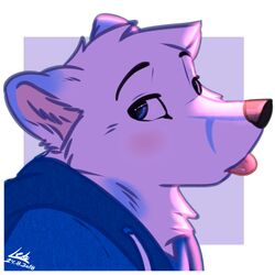  1:1 arctic_fox black_nose blep blue_body blue_clothing blue_eyes blue_fur blue_hoodie blue_topwear blush bust_portrait canid canine clothing eyebrows fluffy fox fur hoodie inner_ear_fluff leto_(letodoesart) letodoesart looking_at_viewer male mammal neck_tuft portrait simple_background solo tongue tongue_out topwear true_fox tuft white_body white_fur 