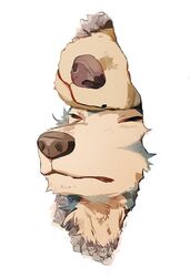  2022 anthro beastars bird_dog canid canine canis closed_eyes domestic_dog duo fur headshot_portrait hi_res hole_in_wall hunting_dog jack_(beastars) labrador legoshi_(beastars) male mammal portrait retriever simple_background snout sski_0 tuft wall_(structure) white_background wolf 