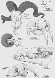  2018 2_horns absurd_res ambiguous_gender anatomical_study beak bovid bovid_horn bovine caprine caprine_horn cattle curled_horn dated english_text feral goat grey_background grey_text greyscale group hi_res horn mammal marine markoriginals monochrome pinniped ram_horn simple_background species_name spiral_horn teeth text tusks walrus 