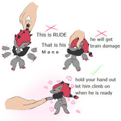  1:1 absurd_res anthro ashcorpkyle black_body black_fur canid canine check_mark claws digital_media_(artwork) disembodied_hand english_text fur generation_5_pokemon grey_body grey_fur hair hair_grab head_grab hi_res how-to humor mammal micro multicolored_body multicolored_fur nintendo pokemon pokemon_(species) red_hair simple_background smile solo text this_is_rude touching_hair zoroark 