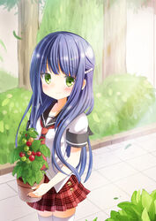  anne_happy blue_hair blush commentary_request day female green_eyes hair_ornament hibarigaoka_ruri highres ichiyo12 indoors long_hair looking_at_viewer plaid plaid_skirt plant potted_plant red_skirt school_uniform short_sleeves skirt smile solo sunlight tennomifune_academy_school_uniform thighhighs white_thighhighs 