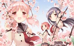  akino_momiji kiriyama_sakura pan_(panno_mimi) petals pink_hair sakura_musubi seifuku sera_karen 