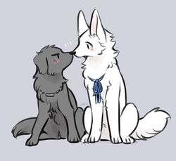  2023 ambiguous_gender berger_blanc_suisse bird_dog black_body black_fur blue_ribbon blush canid canine canis cody_(tsukune_minaga) digital_media_(artwork) domestic_dog duo felicia_(tsukune_minaga) female_(lore) feral flat_coated_retriever fluffy fluffy_tail fur herding_dog hunting_dog looking_at_another male_(lore) mammal monotone_body nose_to_nose pastoral_dog pink_inner_ear quadruped retriever sitting sitting_on_ground tail tsukune_minaga white_body white_fur 